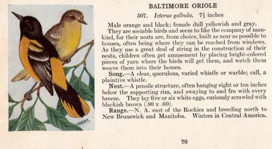 BC1007: Baltimore Oriole (Bird Guide Card)
