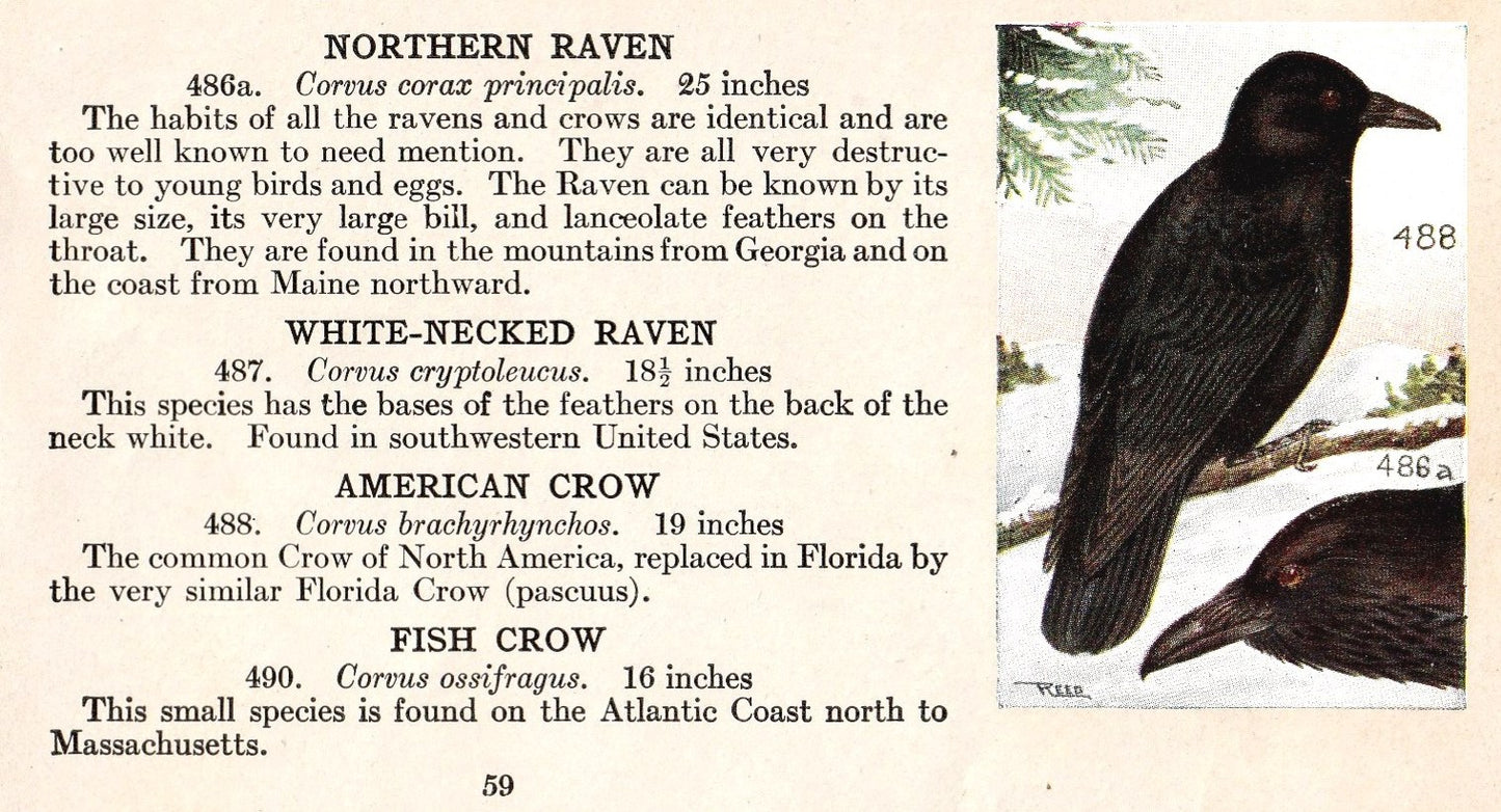 BC1006: Ravens (Bird Guide Card)